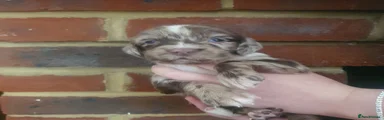 Sprocker Puppy 1