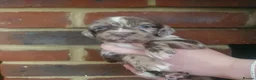 Sprocker dogs for sale: Sprocker spaniels - Advert 24