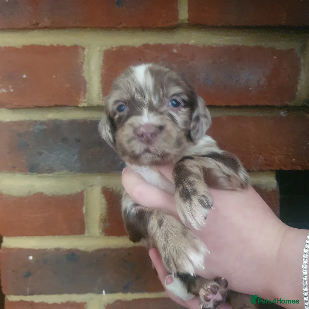 Sprocker dogs for sale: Sprocker spaniels - Advert 24