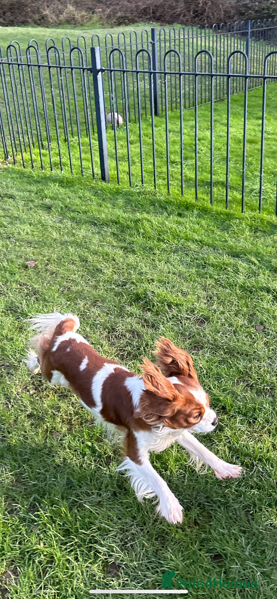 Cavalier King Charles Spaniel dogs for stud: KC registered health tested Blenheim stud in Folkestone - Image 3