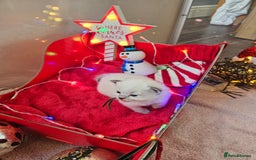 Ragdoll cats for sale: 8 beautiful ragdolls ready for Christmas 🎁 - Advert 9