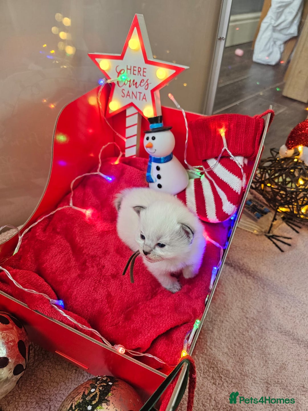 Ragdoll cats for sale: 8 beautiful ragdolls ready for Christmas 🎁 - Advert 9