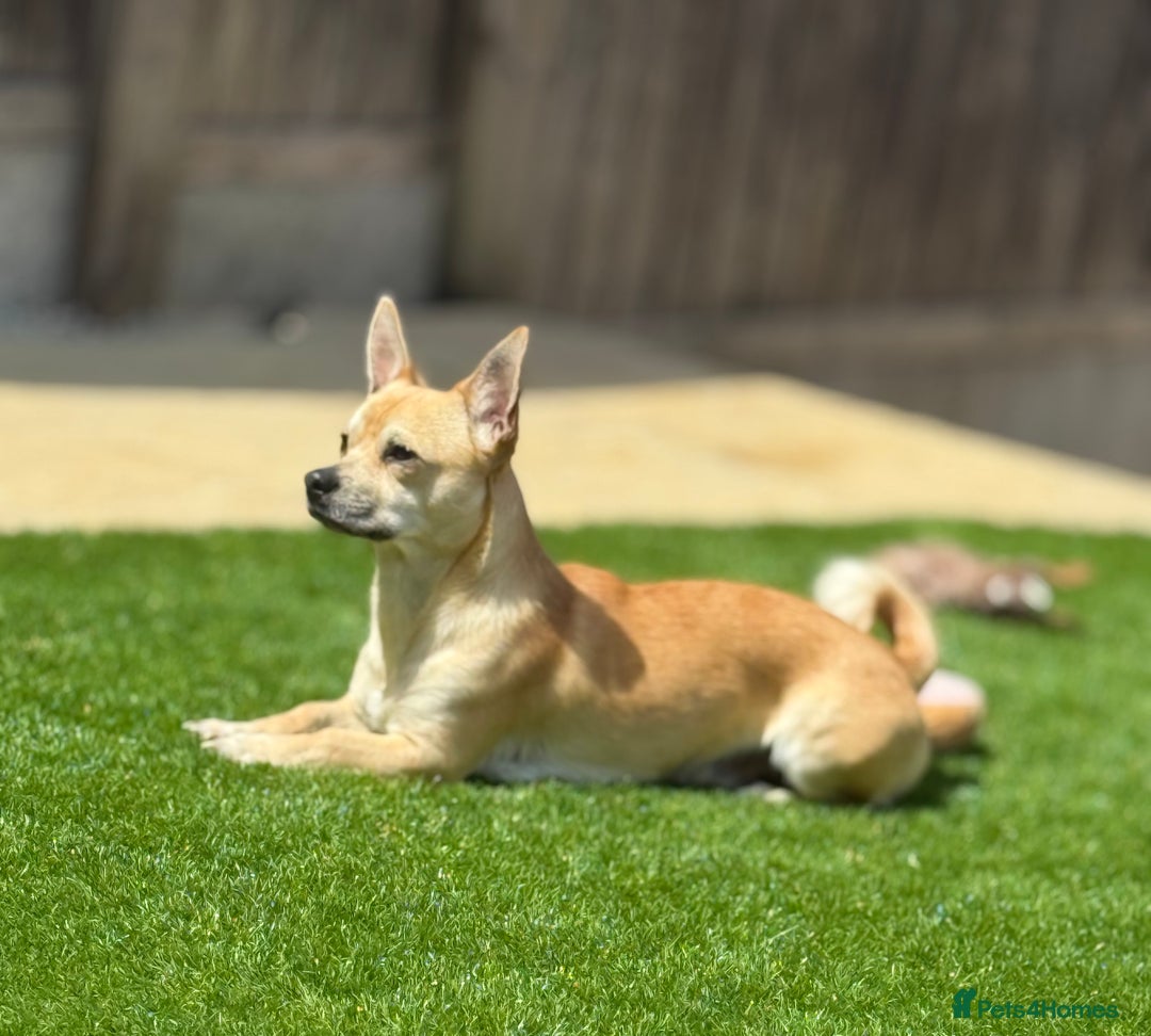 Chihuahua dogs for sale: Male Chihuahua - Advert 3