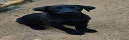 Labrador Retriever dogs for sale: Beautiful Labrador Puppies Available now - Advert 21