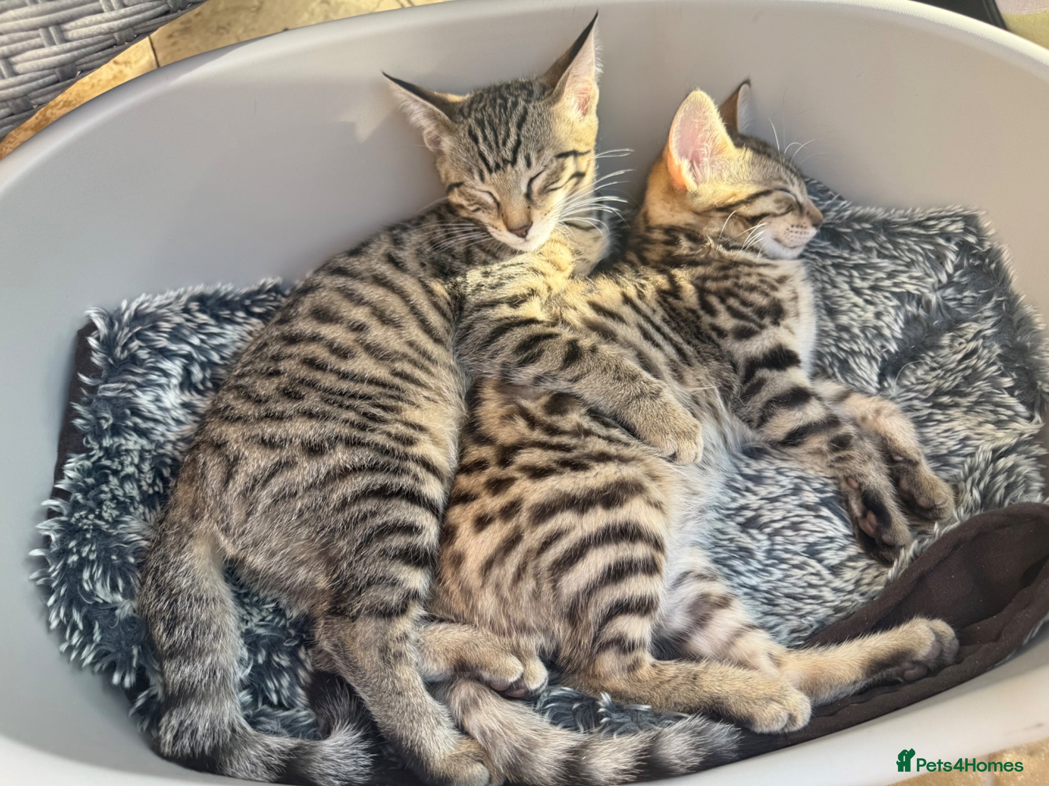 Savannah cats Savannah Kittens for Sale - Advert 18