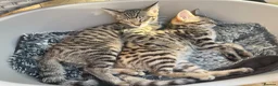 Savannah cats for sale: LAST BOY kitten left ! - Advert 4
