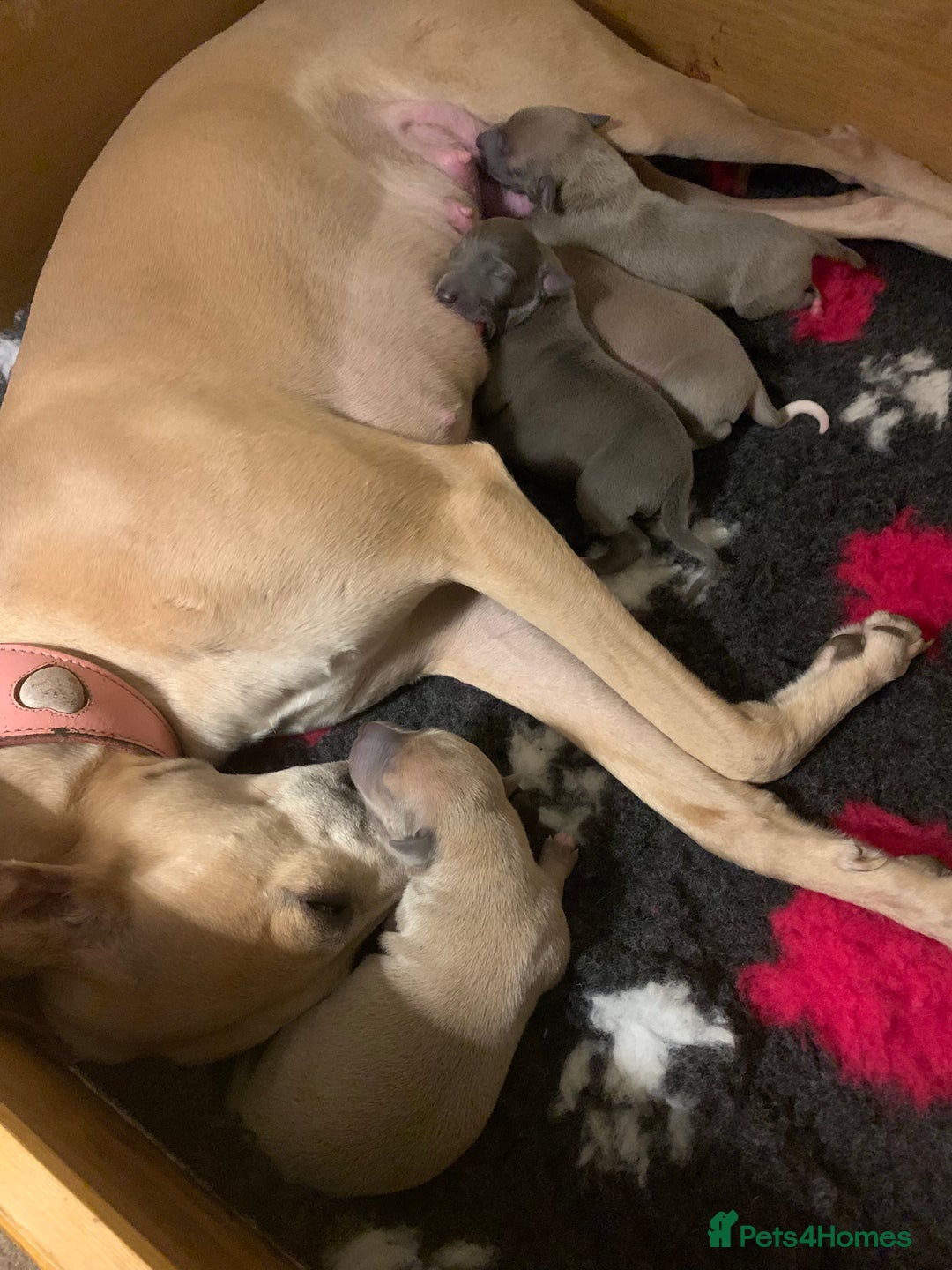 Whippet dogs for sale: 2 Gorgeous KC registered boy whippet puppies  - Advert 7
