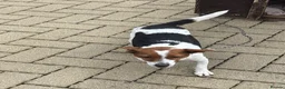 Jack Russell dogs for sale: Jack Russell puppy  - Advert 4