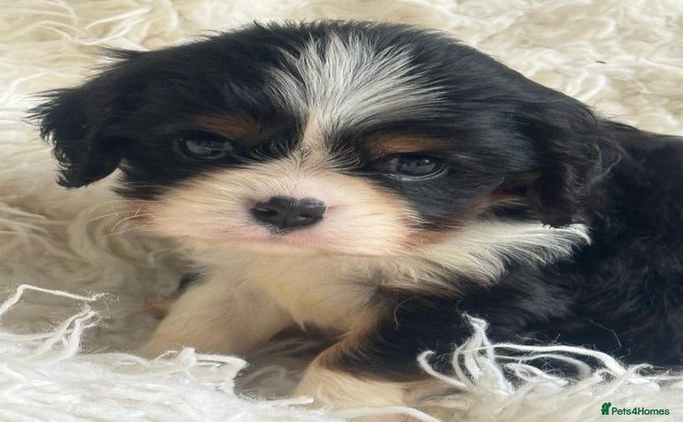 Cavalier King Charles Spaniel dogs - Advert 11