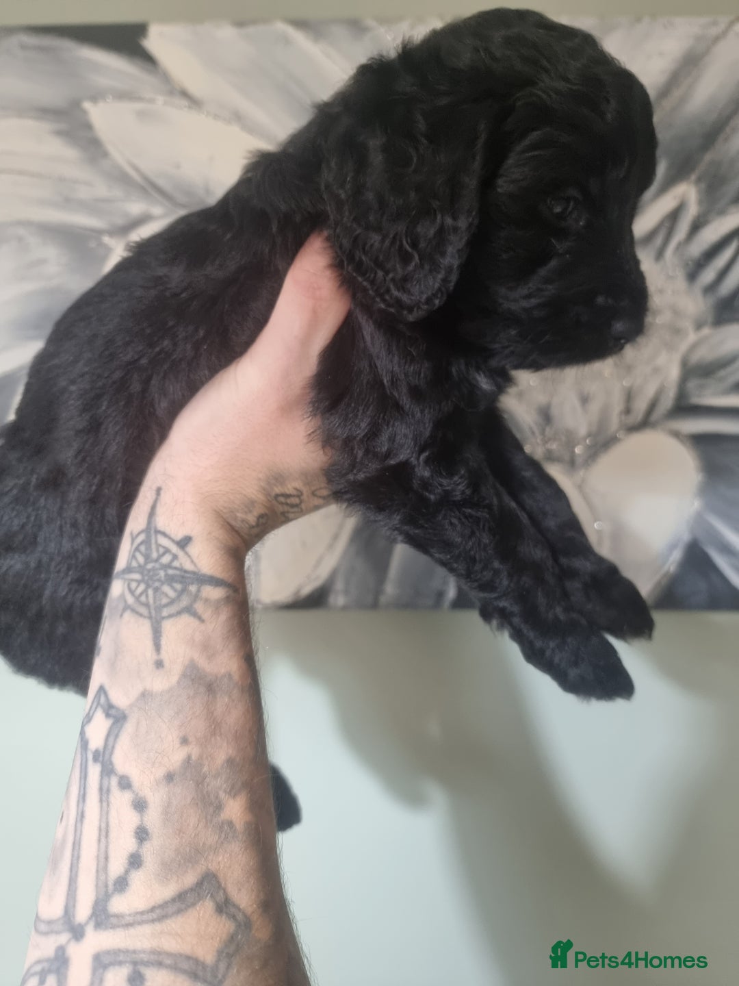 Goldendoodle dogs for sale: 🐾READY TO LEAVE🐾Standard goldendoodle - Image 15