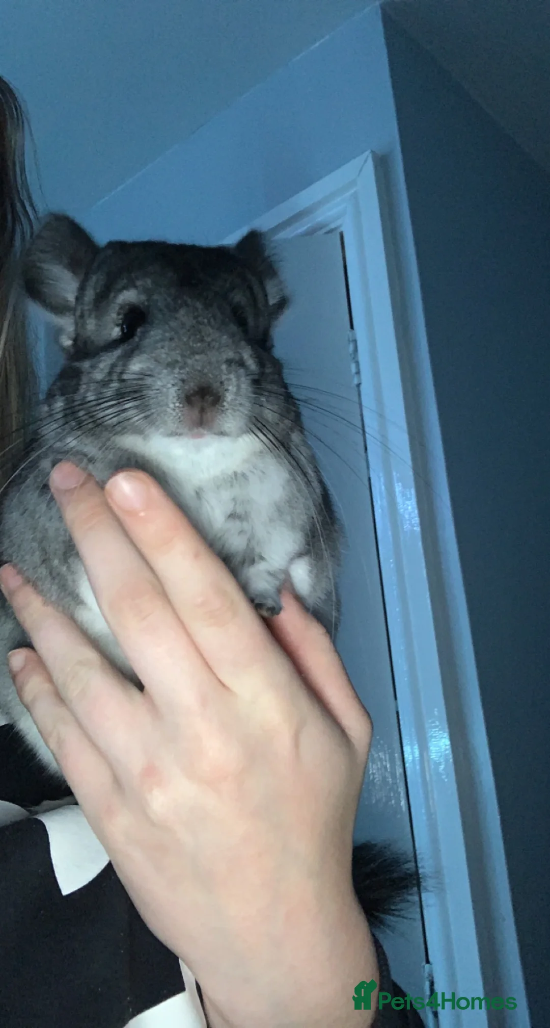 Chinchilla rodents for sale: Teddy - Advert 5