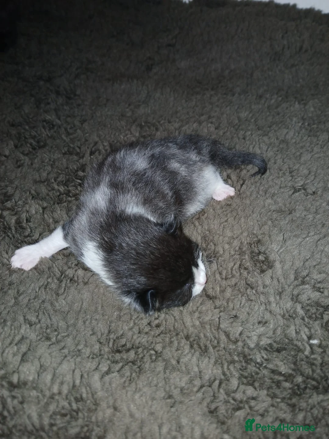 Mixed Breed cats for sale: 5 beautiful moggie kittens for sale. - Advert 2