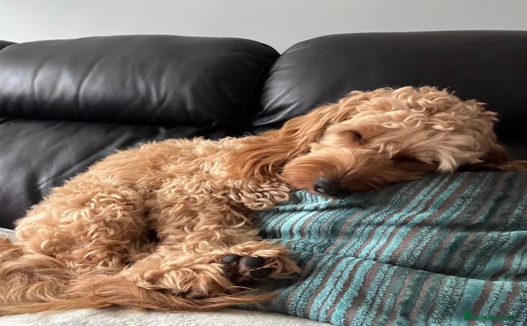 Cockapoo dogs - Advert 1