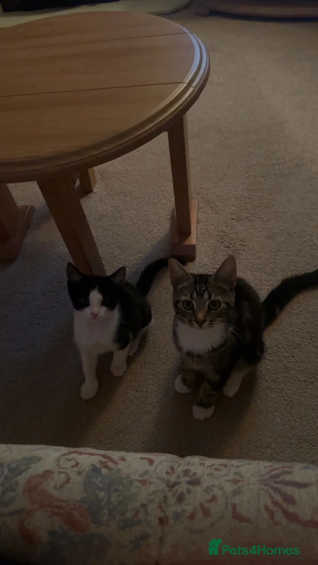 Domestic Shorthair cats for sale: 2 male kittens  in Bedford - Advert 2