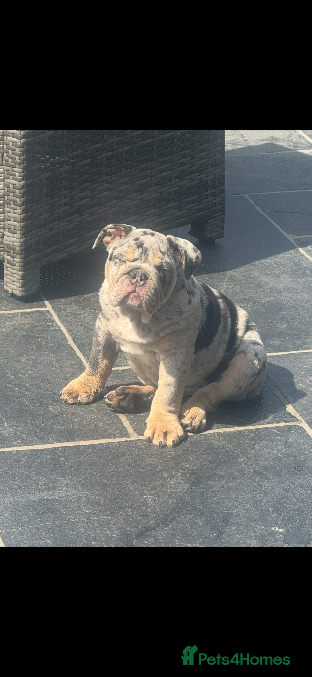 English Bulldog dogs for sale: Grey Merle male english bulldog puppy - Image 34