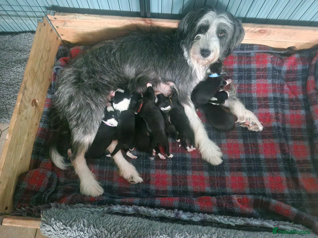 Mixed Breed dogs for sale: Working Bearded Collie cross Border Collie - Advert 2