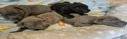 Staffordshire Bull Terrier dogs for sale: KC registered Staffordshire bull terrier pup - Advert 5