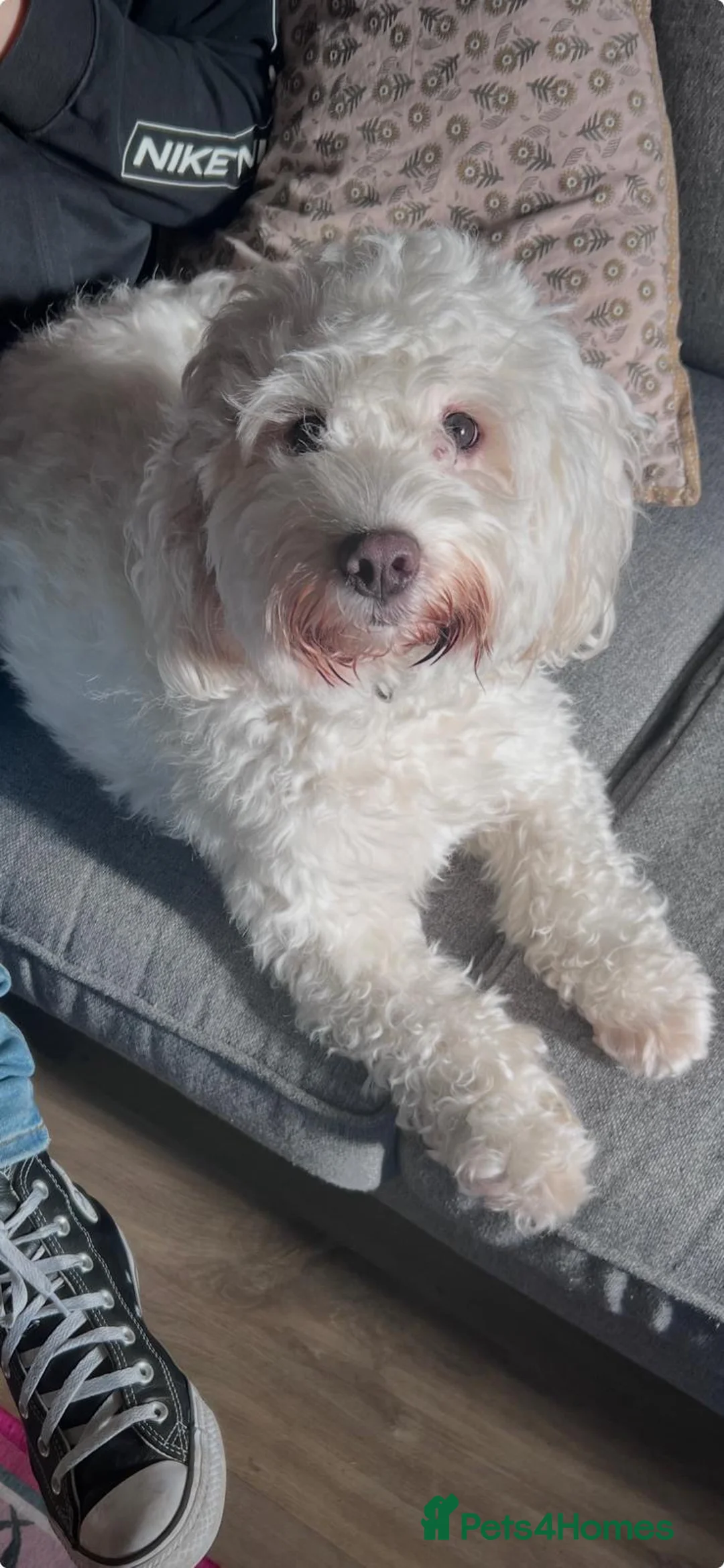 Cockapoo dogs for sale: Beautiful F2 Cockapoo puppies - Advert 12