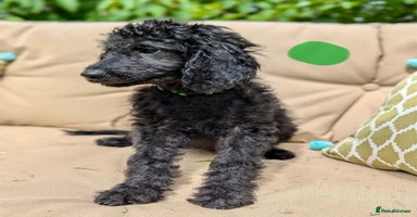 Irish Doodle dogs - Advert 1