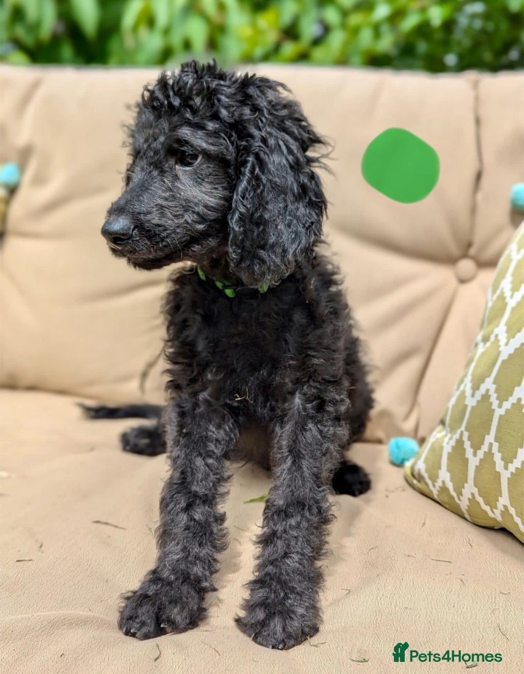 Irish Doodle dogs for sale: Irish Doodle Puppies - Fully Vaccinated- Ready Now - Image 3