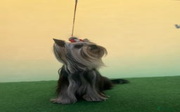 Yorkshire Terrier dogs for sale: Yorkshire Terriers - couple  - Image 3