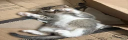 Scottish Fold cats for sale: ❤️READY TO GO: SCOTTISH STRAIGHT/FOLD KITTENS❤️ - Advert 17