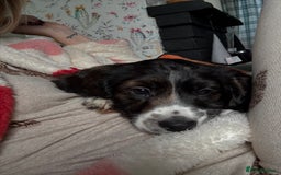 Cockapoo dogs for sale: UNIQUE SABLE BOY READY TO GO ✨ - Image 33