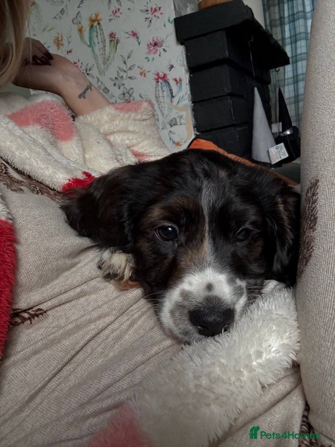 Cockapoo dogs for sale: UNIQUE SABLE BOY READY TO GO ✨ - Image 33