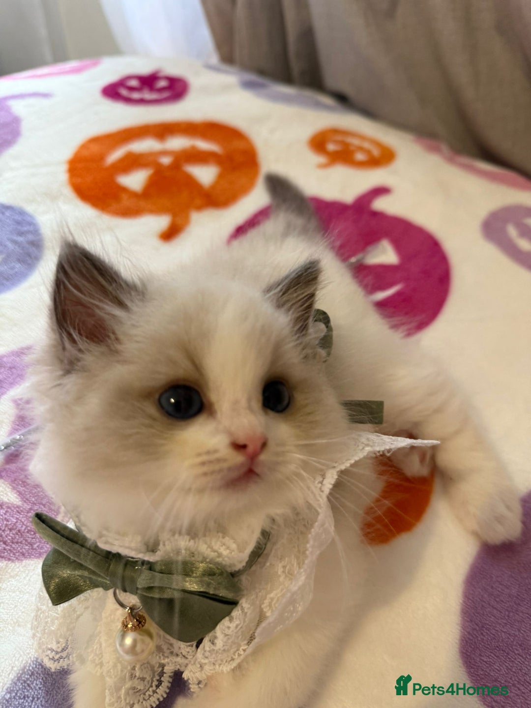 Ragdoll cats for sale: Blue eyes Blue-Bicolor kittens  - Image 22