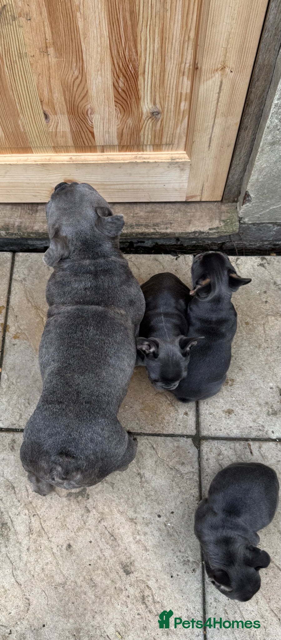 French Bulldog dogs Top Quality French Bulldog Puppies - Advert 5