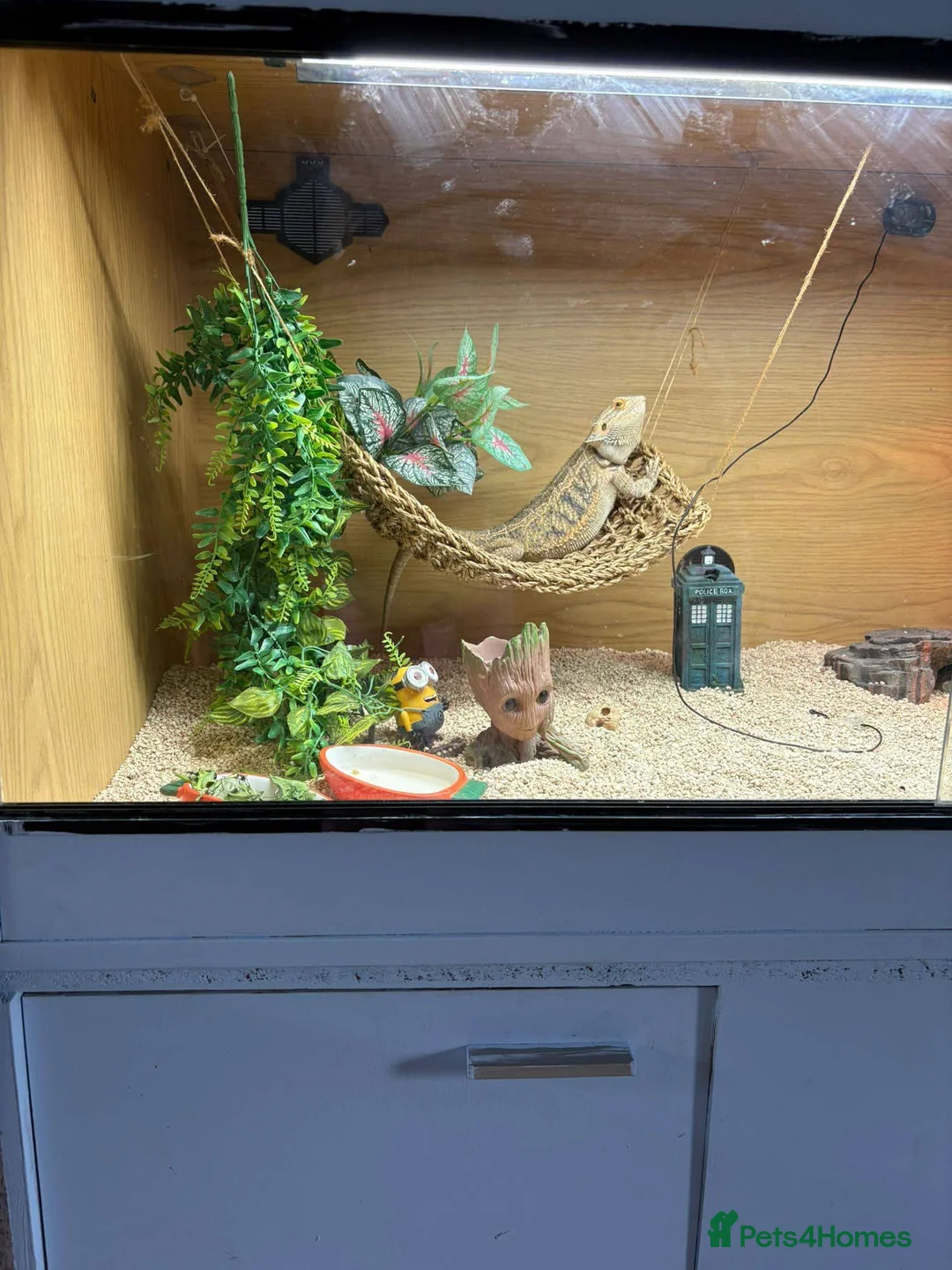 Bearded Dragon reptiles for sale: Sunny the bearded dragon  in Bedworth - Advert 2