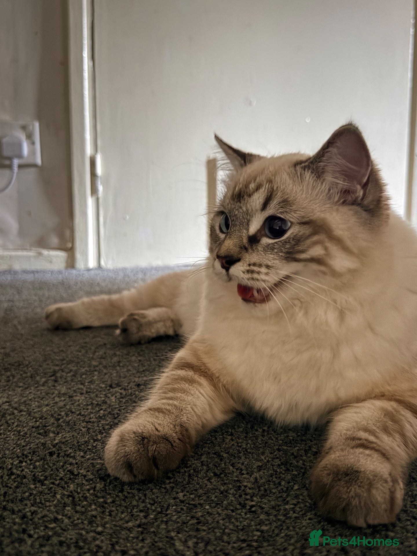 Mixed Breed cats Ragdoll x Siamese  - Advert 1