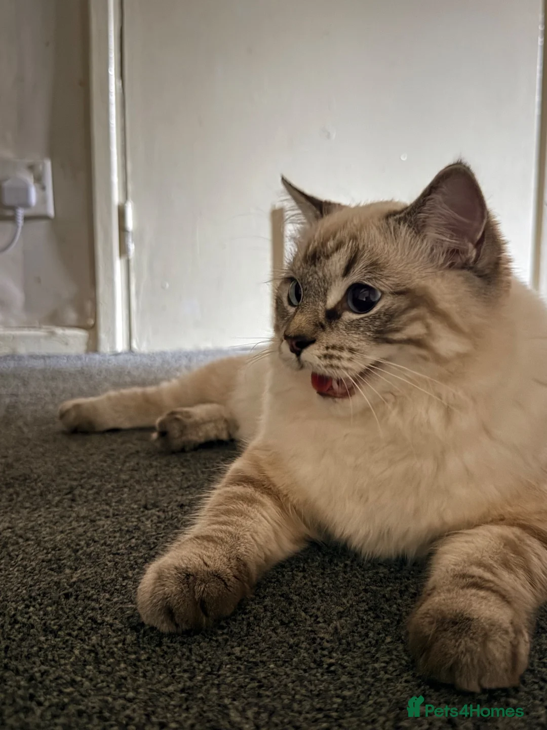 Mixed Breed cats for sale: Ragdoll x Siamese  - Advert 1