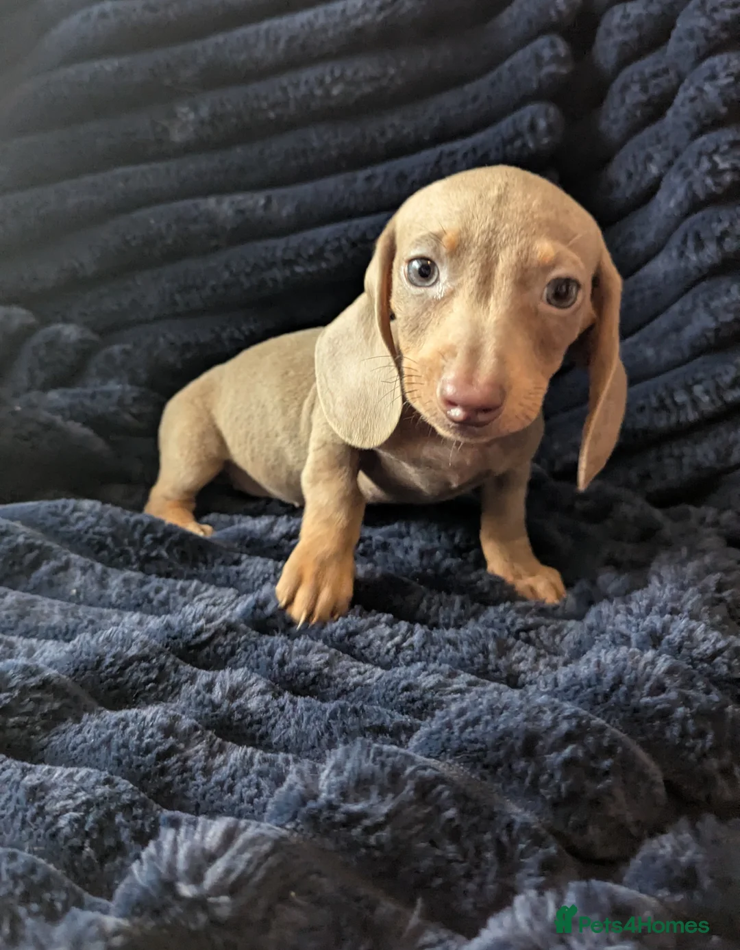 Miniature Dachshund dogs for sale: Miniature dachshund puppies  - Advert 23