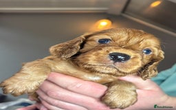 Cocker Spaniel dogs for sale: Working Cocker Spaniel  - Image 10