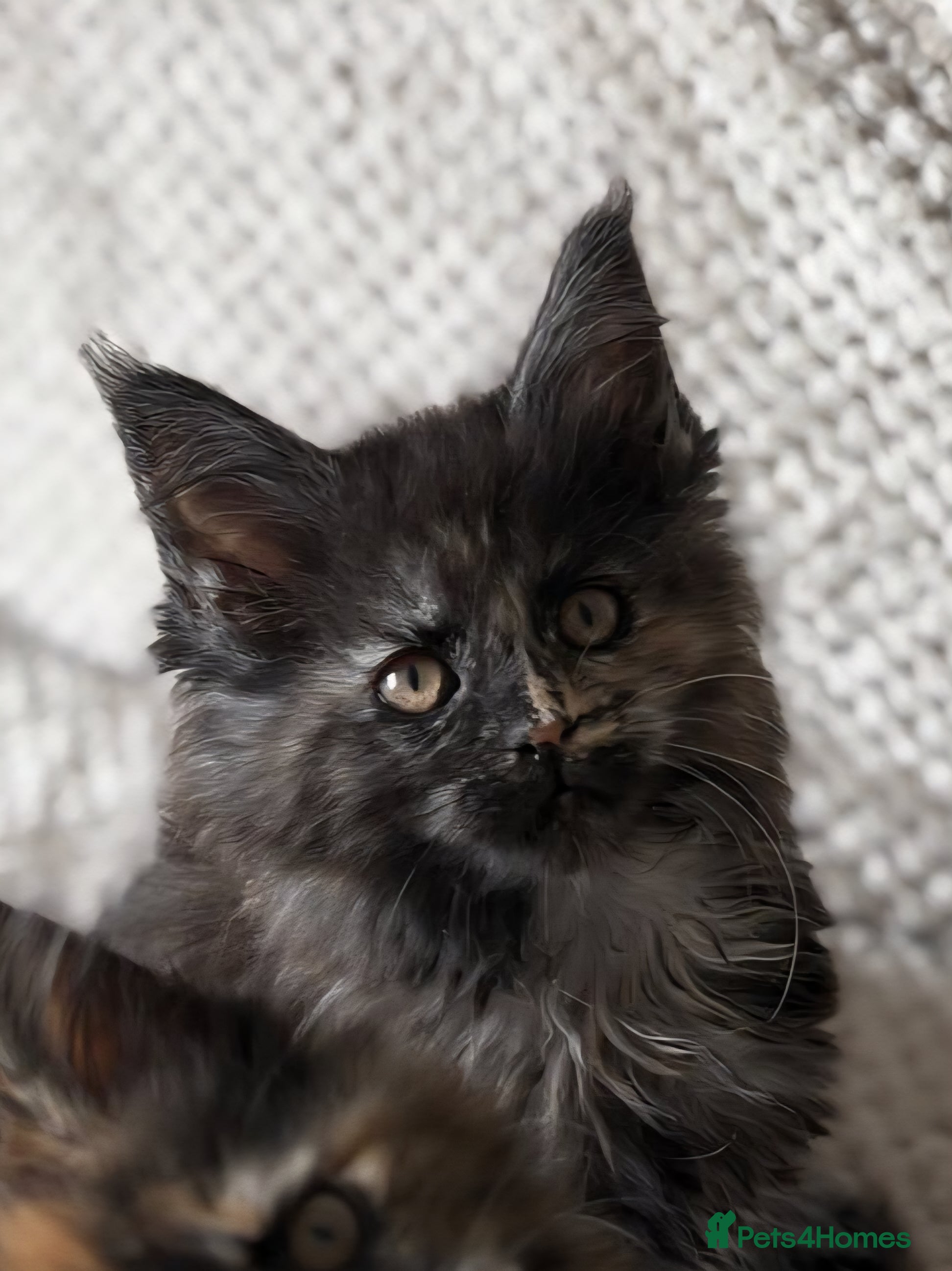 Maine Coon cats 2 gorgeous girls  - Advert 1