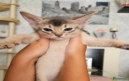 Abyssinian cats for sale: Abyssinian Kittens - Image 15