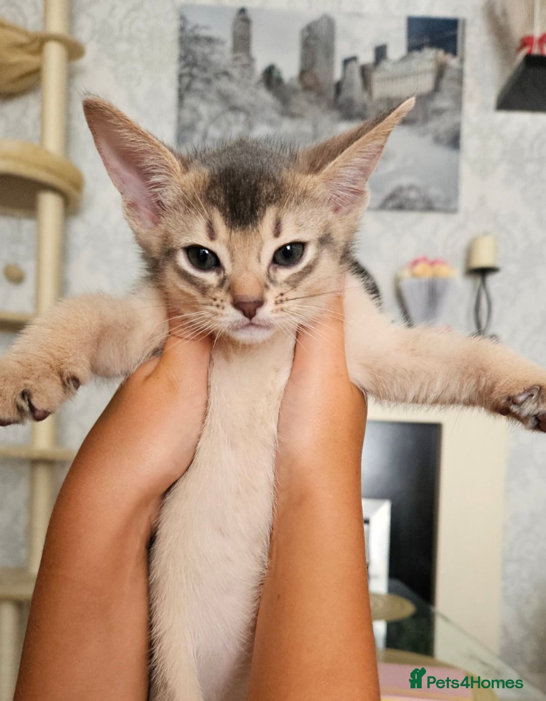 Abyssinian cats for sale: Abyssinian Kittens - Image 15