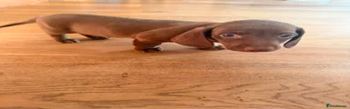 Dachshund 7