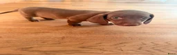 Dachshund dogs for sale: READY NOW! RARE coloured KC mini daschunds  - Advert 10
