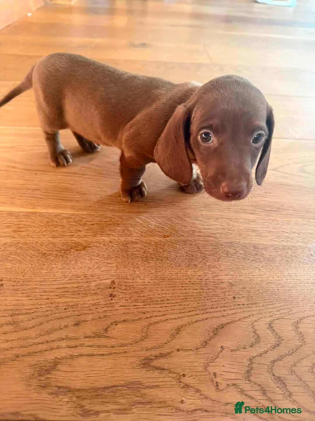 Dachshund dogs for sale: READY NOW! RARE coloured KC mini daschunds  - Advert 10