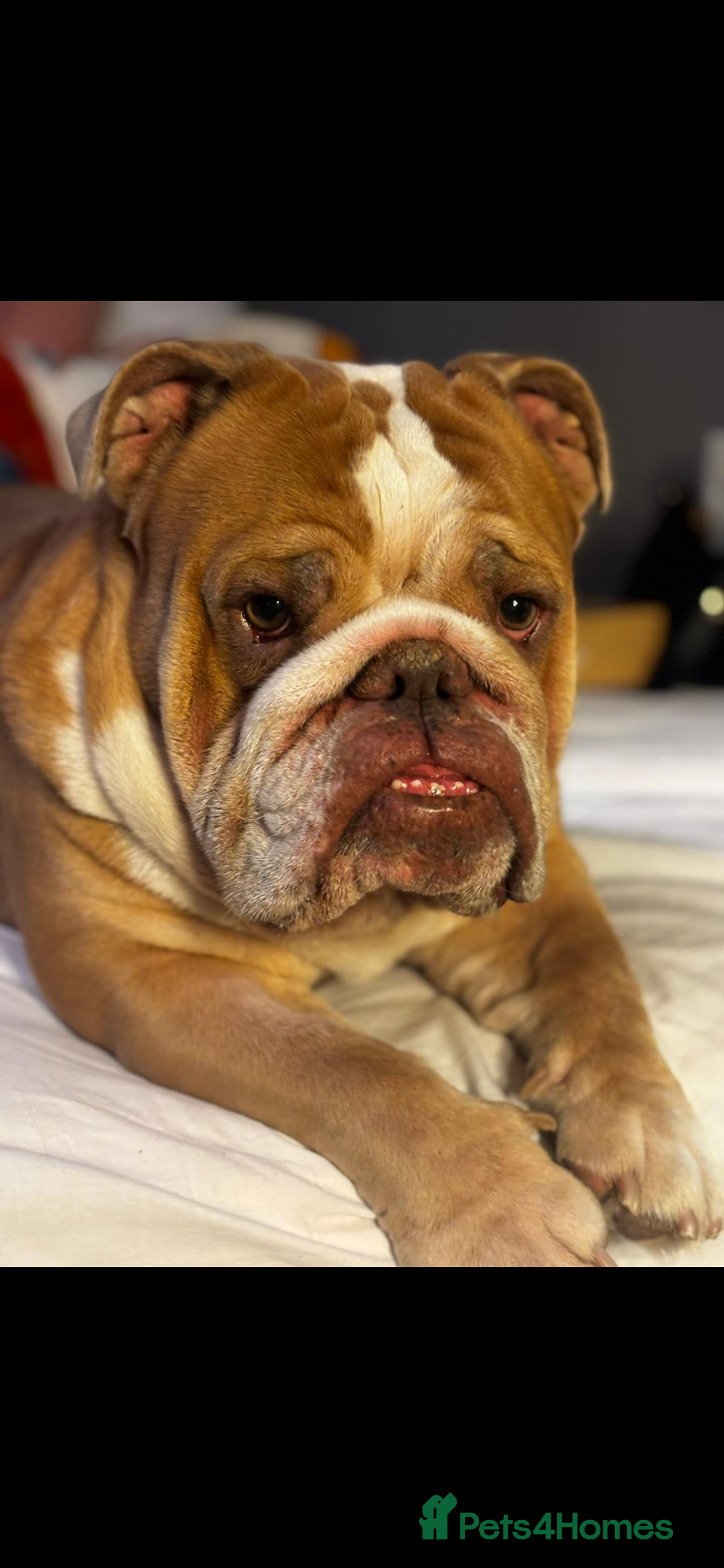 English Bulldog dogs Rubble the bulldog  - Advert 4