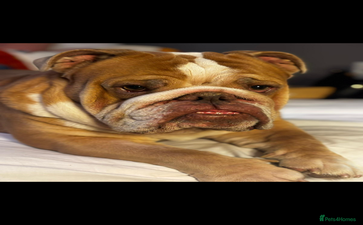 English Bulldog dogs - Advert 10