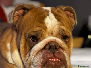 English Bulldog dogs - Advert 5