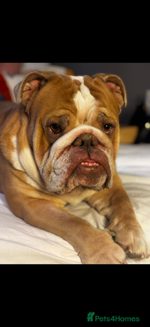 English Bulldog dogs - Advert 2