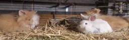 Lionhead rabbits for sale: Lovely tempered little lionhead babies- m and f - Advert 14
