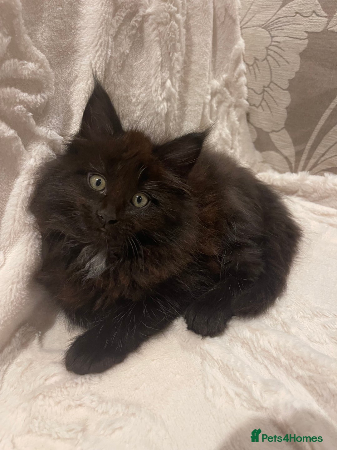 Maine Coon cats for sale: ✨pedigree maine coon kittens - Extra Large lines ✨ - Advert 9
