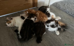 British Shorthair cats for sale: Make kitten aged 12 weeks .  - Image 4