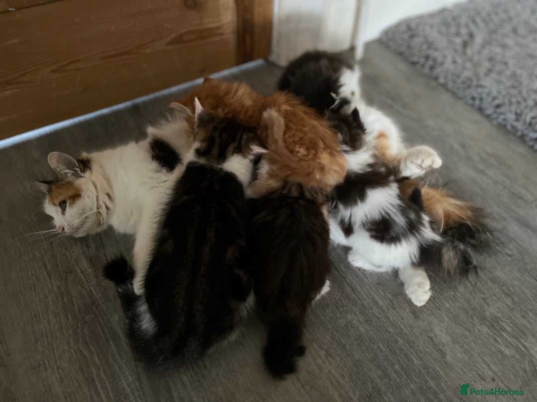 British Shorthair cats for sale: Make kitten aged 12 weeks .  - Image 4