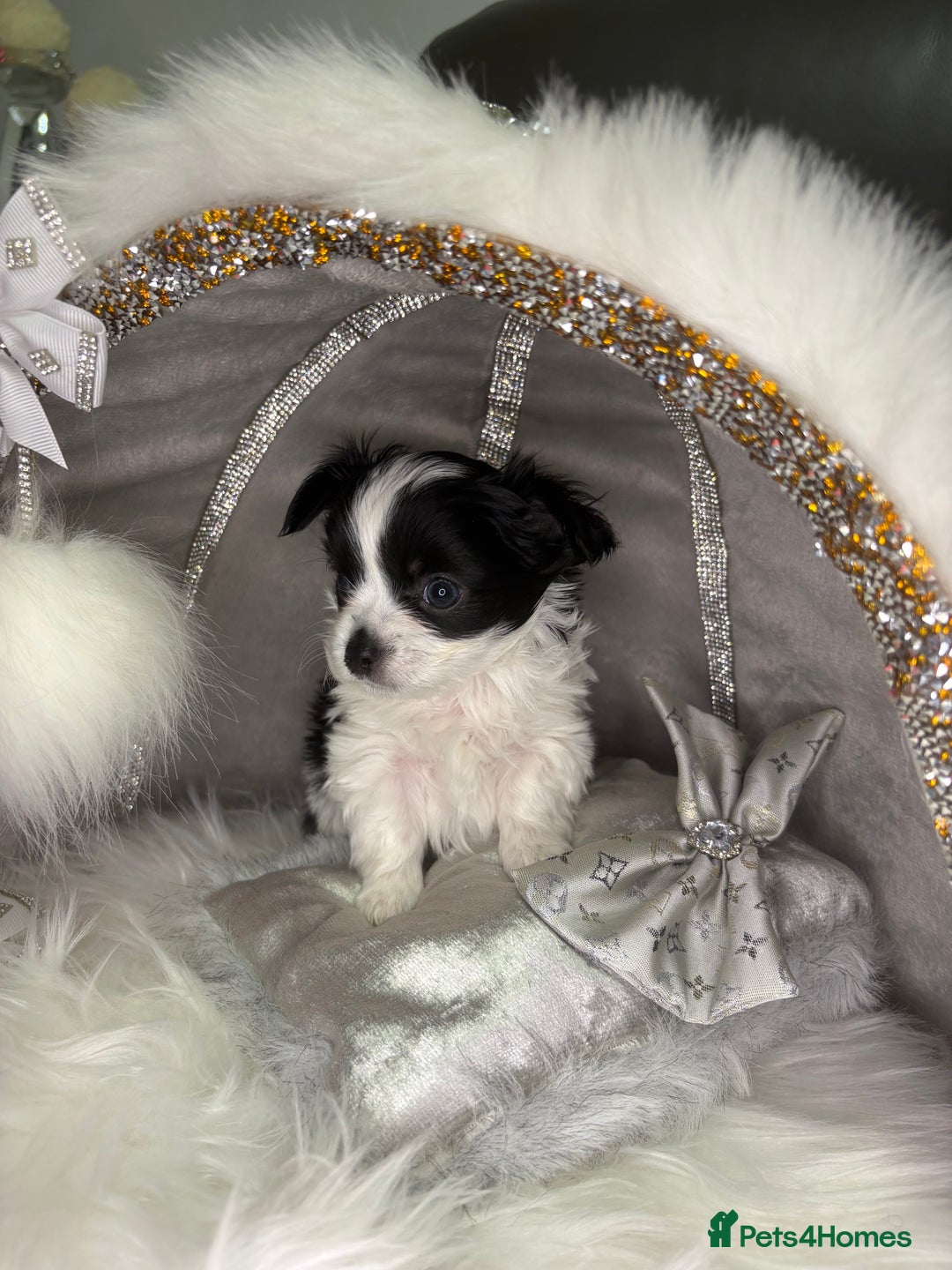 Chihuahua dogs for sale: Stunning tiny Chihuahua puppy’s male female  - Advert 12